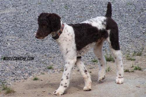 leveur de caniche royal bicolore enregistr s CCC nous sommes passionn de