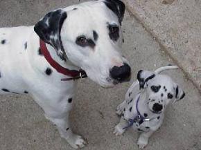 Caractère du dalmatien et information sur le chien dalmatien