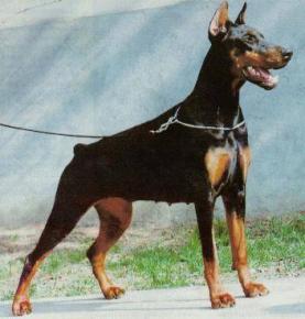 Description du dobermann et information sur le chien dobermann