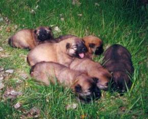 Chiots Eurasiers