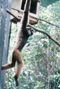 Gibbon