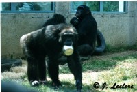 Le chimpanzé n'est pas un singe